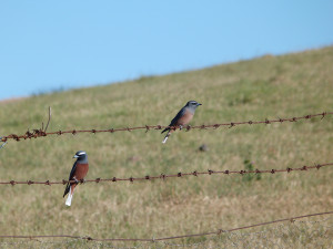 Birds on a wire