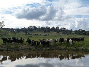 Cattle & dam