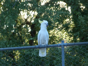 Friendly cockatoo