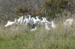 Cockatoos