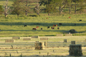 Hay bales and cows