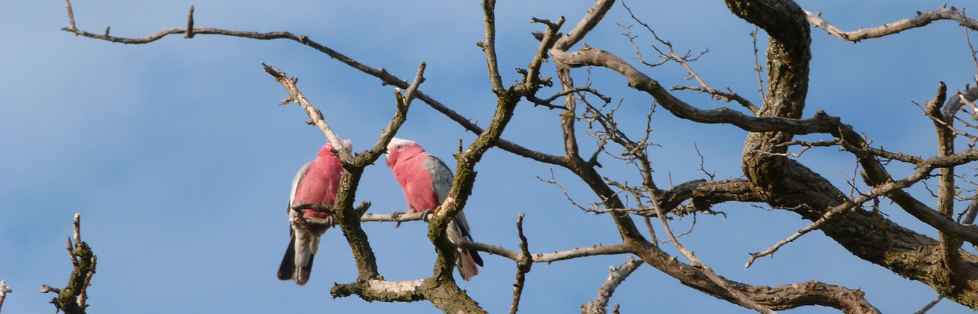 galahs