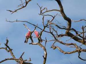 Galahs