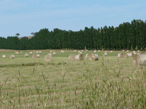 Bales