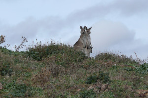 Kangaroos