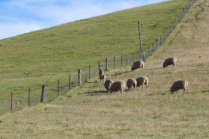 Kangaroo and sheep