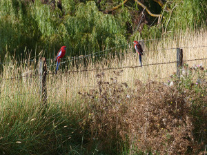 Rosellas