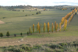 Poplar tree drive